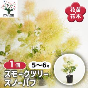 スモークツリー スノーパフ 花木苗 5号/1個売...の商品画像