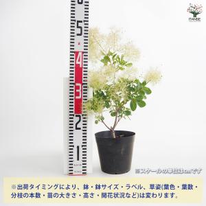 スモークツリー スノーパフ 花木苗 5号/1個...の詳細画像1