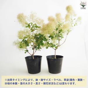 スモークツリー スノーパフ 花木苗 5号/1個...の詳細画像2