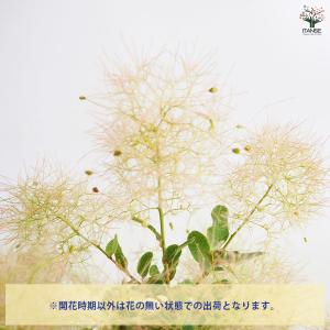 スモークツリー スノーパフ 花木苗 5号/1個...の詳細画像3
