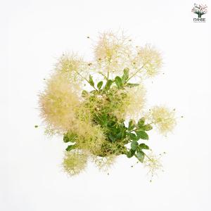 スモークツリー スノーパフ 花木苗 5号/1個...の詳細画像4