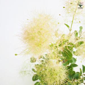 スモークツリー スノーパフ 花木苗 5号/1個...の詳細画像5