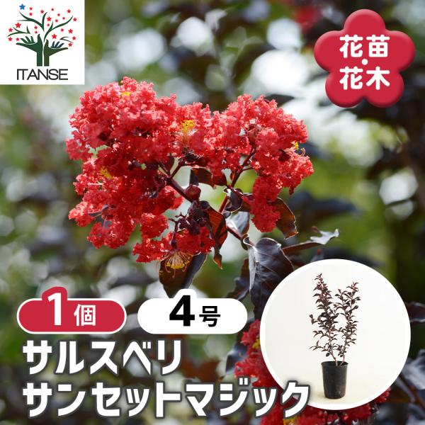 サルスベリ サンセットマジック 花木苗 4号/1個売り 百日紅 ヒャクジツコウ 花木 花の木 花木の...
