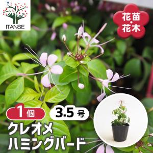 クレオメ ハミングバード 花苗 3.5号/1個売り スパイダーフラワー 酔蝶花 秋 西洋風蝶草 スイチョウカ ガーデニング