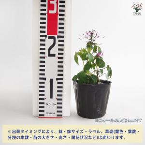 クレオメ ハミングバード 花苗 3.5号/1個...の詳細画像1