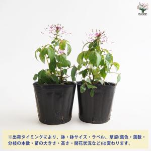 クレオメ ハミングバード 花苗 3.5号/1個...の詳細画像2