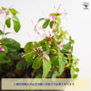 クレオメ ハミングバード 花苗 3.5号/1個...の詳細画像3
