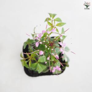 クレオメ ハミングバード 花苗 3.5号/1個...の詳細画像4