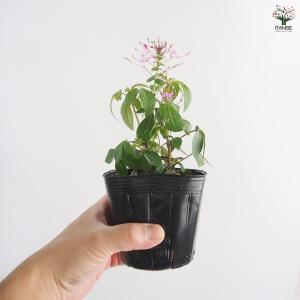 クレオメ ハミングバード 花苗 3.5号/1個...の詳細画像5