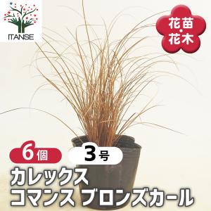 カレックス コマンス ブロンズカール 花苗 3号/お買い得6個セット カラーリーフ 草の苗 草 苗 リーフ Carex oshimensis