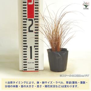 カレックス コマンス ブロンズカール 花苗 3...の詳細画像1