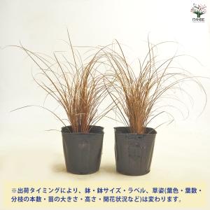 カレックス コマンス ブロンズカール 花苗 3...の詳細画像2