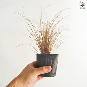 カレックス コマンス ブロンズカール 花苗 3...の詳細画像5