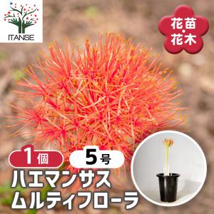 観葉植物 鉢花 苗：バンクシア バースデー キャンドル*6号 Birthday