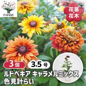 ルドベキア キャラメル色見計らい 花苗 3.5号...の商品画像