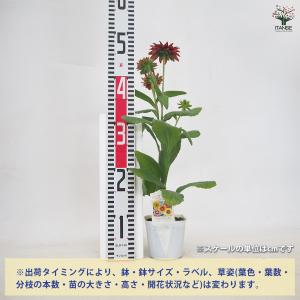 ルドベキア キャラメル色見計らい 花苗 3.5...の詳細画像1
