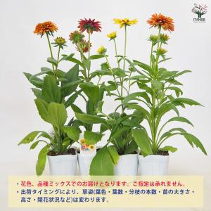 ルドベキア キャラメル色見計らい 花苗 3.5...の詳細画像2