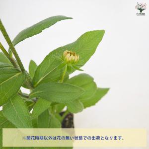 ルドベキア キャラメル色見計らい 花苗 3.5...の詳細画像3