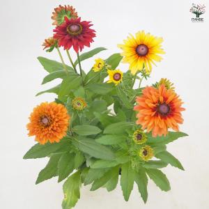 ルドベキア キャラメル色見計らい 花苗 3.5...の詳細画像4