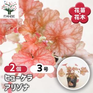 ゼラニウム 花 苗 ゼラニューム ピンクレース 八重咲き 宿根草 多年