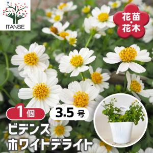 PW ニーレンベルギア オーガスタ ブルーリング 4号（直径12cm）ポット
