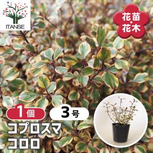 税率 10%（税込）