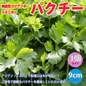 ITANSE パクチー苗 (品種：晩抽性コリアンダー エスニカン) 野菜苗 9cmポット 3個セット 送料無料 イタンセ公式｜itanse