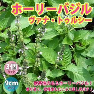 バジル苗の商品一覧 通販 Yahoo ショッピング