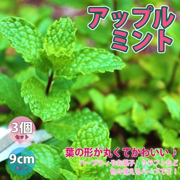 ITANSE ハーブ苗 アップルミント 9cmポット 3個セット 送料無料 イタンセ公式
