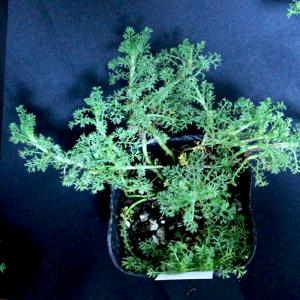 ITANSE ハーブ苗 ローマンカモミールダブ...の詳細画像3