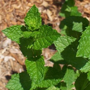 スペアミント 苗の商品一覧 通販 Yahoo ショッピング