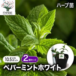 ITANSE ハーブ苗 ペパーミントホワイト 1...の商品画像