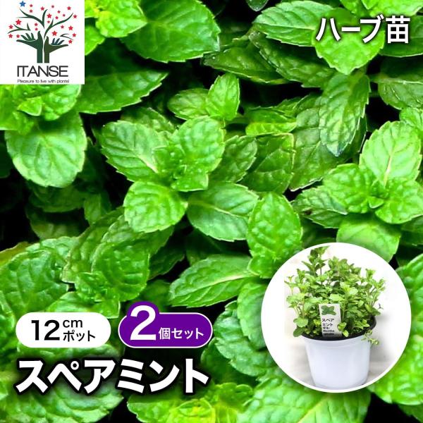ITANSE ハーブ苗 スペアミント BN硬質12cmポット 2個セット 送料無料 イタンセ公式