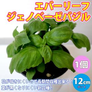 バジル苗の商品一覧 通販 Yahoo ショッピング