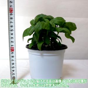 ITANSE バジル苗 エバーリーフジェノベー...の詳細画像1