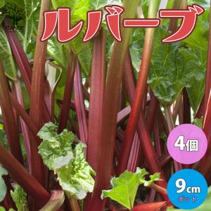ITANSE ルバーブの苗 ハーブの苗 9cmポット お買い得4個セット 送料無料 イタンセ公式
