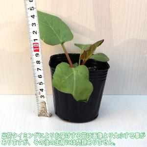 ITANSE ルバーブの苗 ハーブの苗 9cm...の詳細画像1