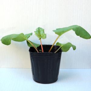 ITANSE ルバーブの苗 ハーブの苗 9cm...の詳細画像2