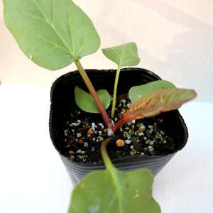 ITANSE ルバーブの苗 ハーブの苗 9cm...の詳細画像3