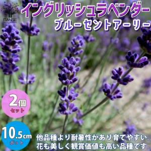 ラベンダー 鉢植えの商品一覧 通販 Yahoo ショッピング