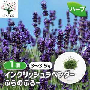 ノコギリコリアンダー ハーブの苗 3.5号/お買い得2個セット スパイス