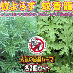 栗の苗木 天津甘栗 果樹の苗木 4号/1個売り 栗苗 栗の苗 栗の木 くりの