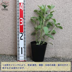 ITANSE ホワイトセージの苗 ハーブの苗 ...の詳細画像1