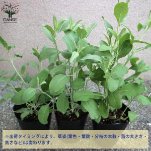 ITANSE ホワイトセージの苗 ハーブの苗 ...の詳細画像3