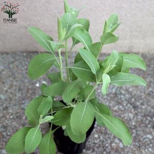 ITANSE ホワイトセージの苗 ハーブの苗 ...の詳細画像4