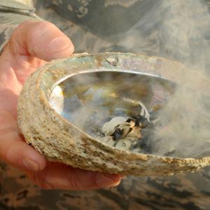 ITANSE ホワイトセージの苗 ハーブの苗 ...の詳細画像5