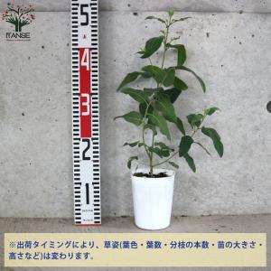 ITANSE レモンユーカリ ハーブの苗 3....の詳細画像1