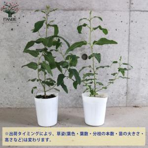 ITANSE レモンユーカリ ハーブの苗 3....の詳細画像2