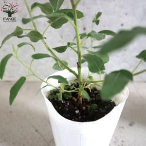 ITANSE レモンユーカリ ハーブの苗 3....の詳細画像3