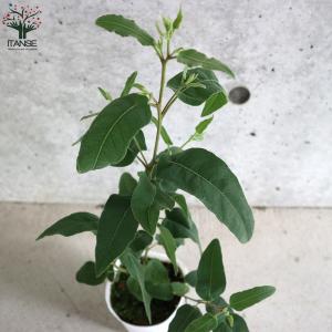 ITANSE レモンユーカリ ハーブの苗 3....の詳細画像4